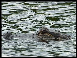 Aligator, Woda